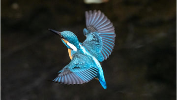 There's something in the kingfisher...